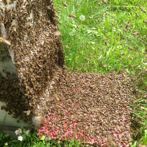auch Bienen brauchen Bewegung