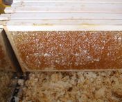 entdeckelte Honigwaben - Honig ein wertvolles Naturprodukt